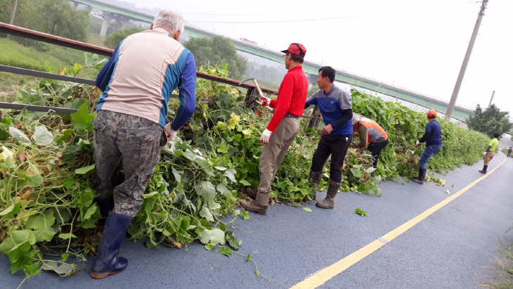 야생생물관리협회 아산지회 회원들의 가시박제거 장면