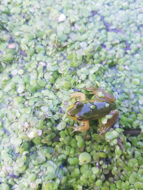 고양시, 멸종위기종 '금개구리' 발견