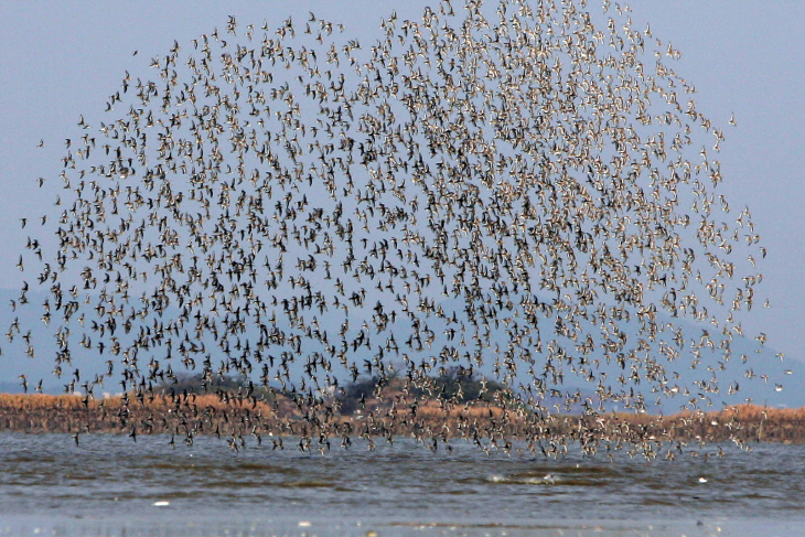 서천, 유부도 갯벌 세계자연유산 등재 청신호