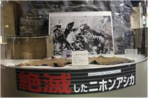 독도강치 전시코너