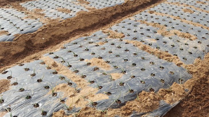 사본 -양파 재배 사진 (1)