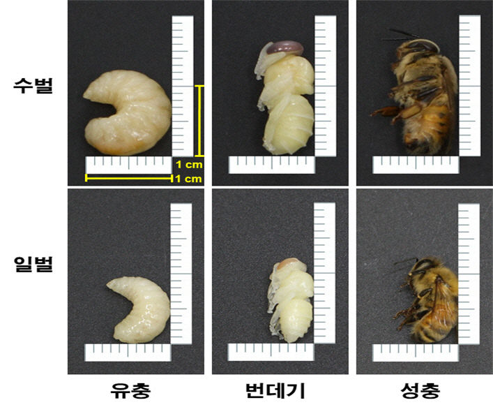 새식품 이미지