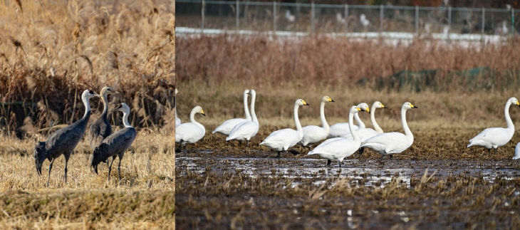 흑두루미 서식지 불꽃쇼 '논란'... 세종시-환경단체 대립각 - 뉴스 썸네일 이미지