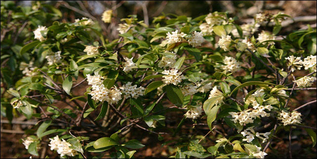국립수목원, 1월 정원식물 '백서향' 선정 - 뉴스 썸네일 이미지