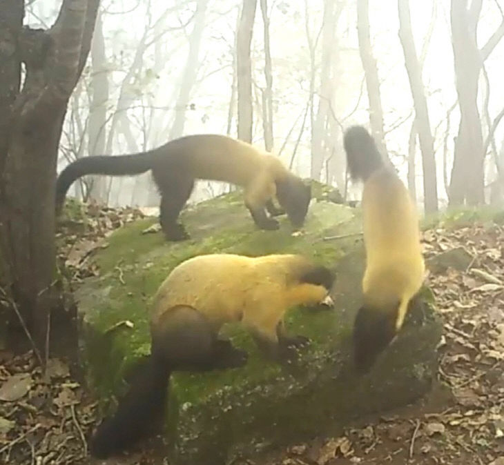 고창문화관광재단, 방장산 생물다양성 탐사 대작전 - 뉴스 썸네일 이미지