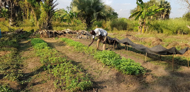 '공기·물·태양광으로 비료 만든다' 대전기업 그린팜, 아프라카 농업에... - 뉴스 썸네일 이미지